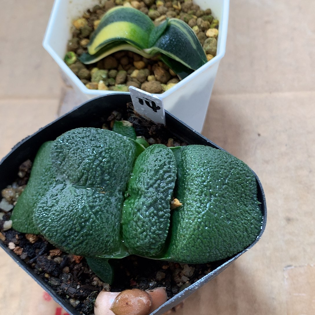 2颗直播拍带盆土发