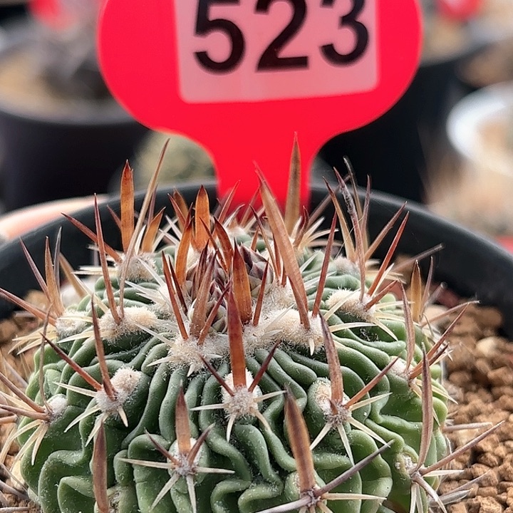 仙人球实生多棱玉