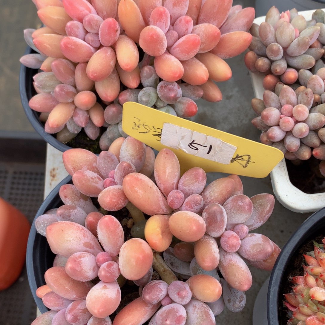 汤圆72767272723773722