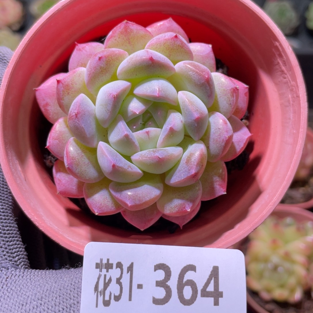 花利美31-364画扇