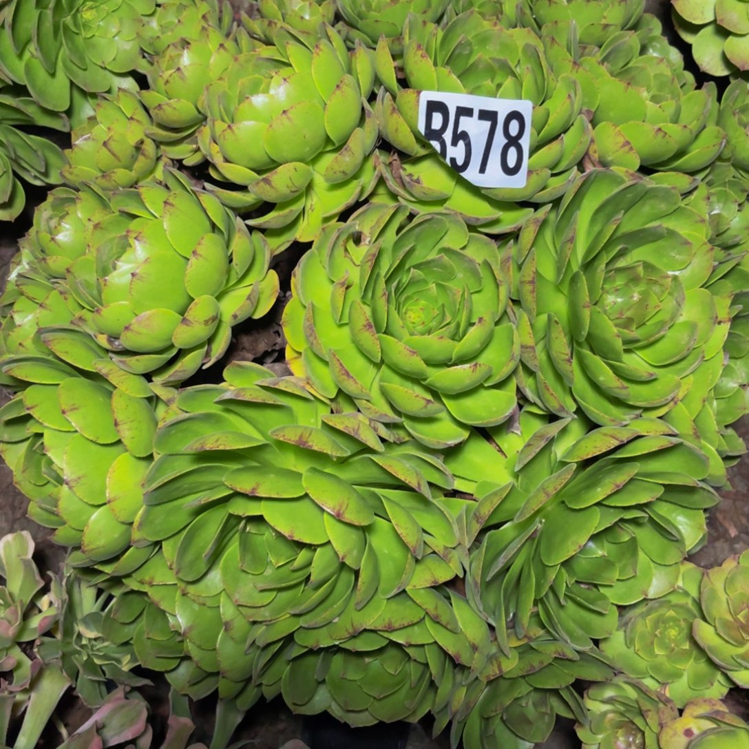 万拉丝14-10包邮法师