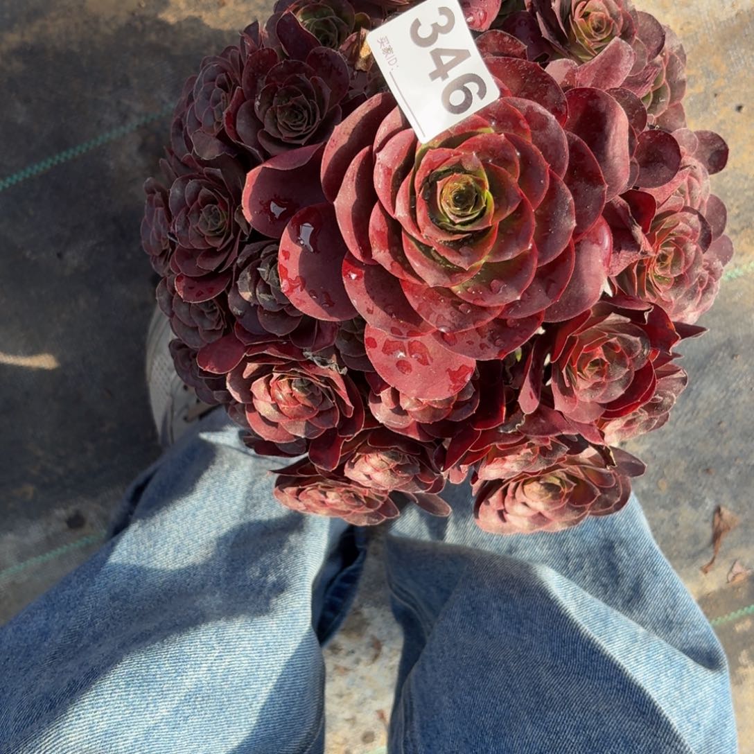 346魅金玫瑰多肉植物多肉植物