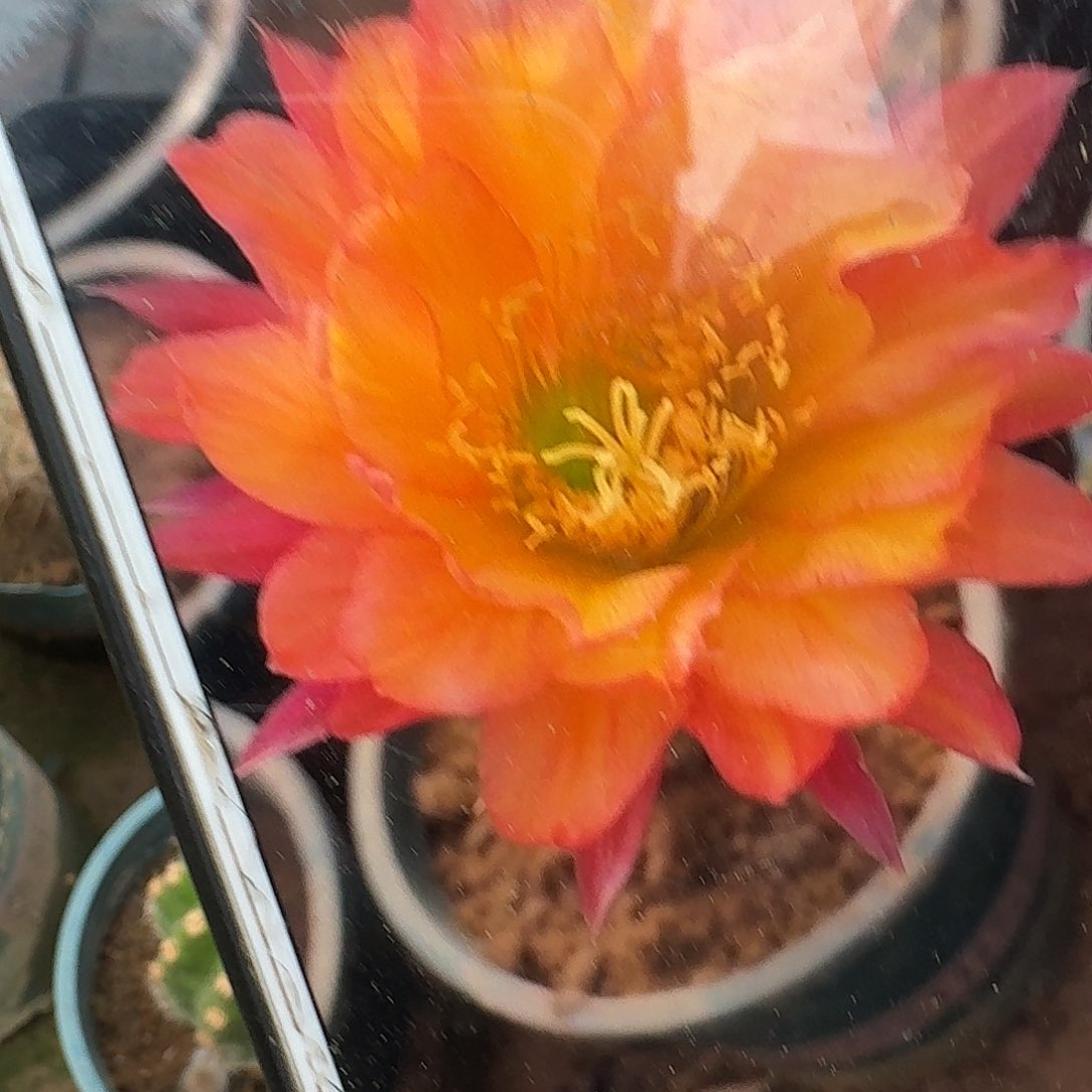 妹妹超级杏根高10公分毛花柱