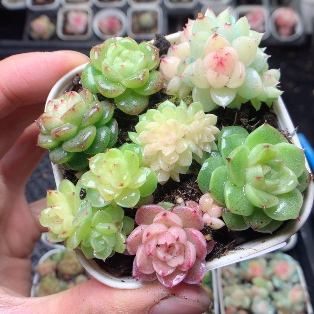 无花朵P122。yyyyyyy