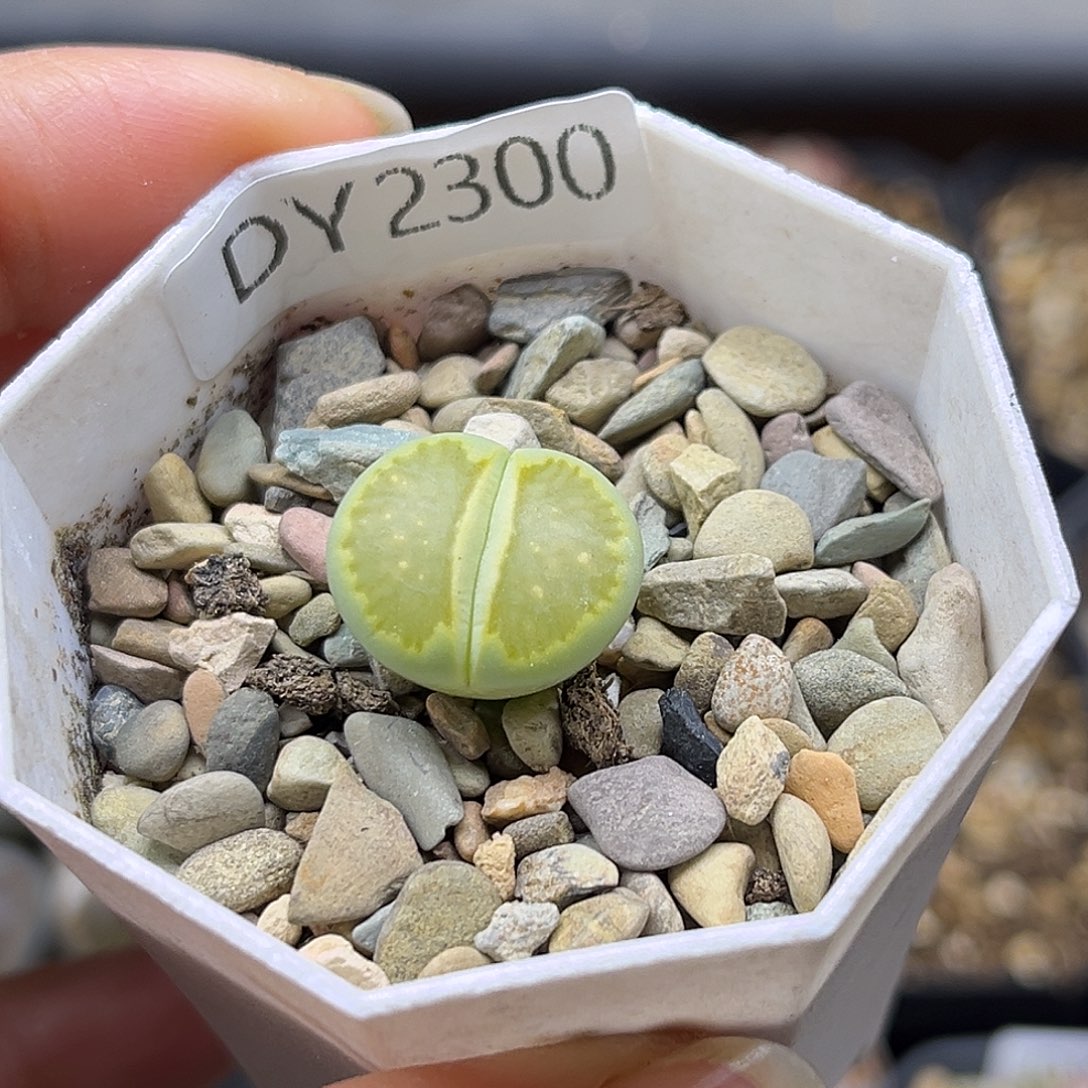 一物一拍绿菊2300