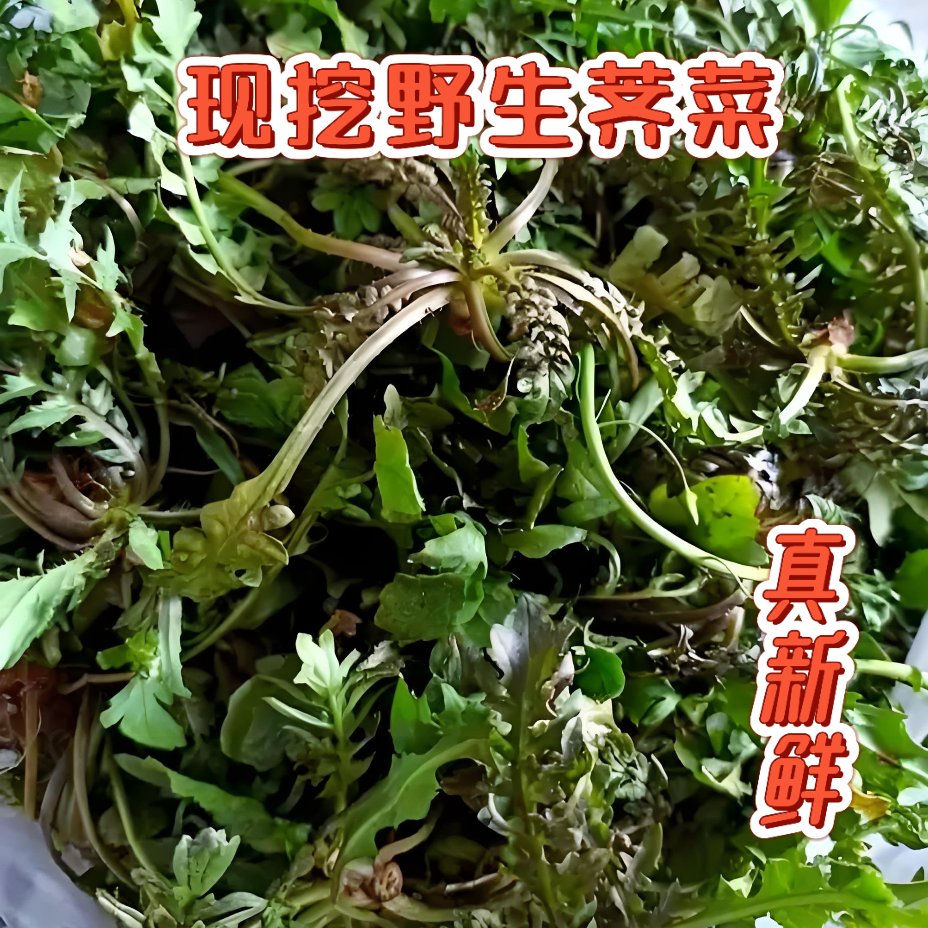 新鲜露天现挖荠菜当季蔬菜野菜可做水饺馄饨春卷馅自然生长地菜