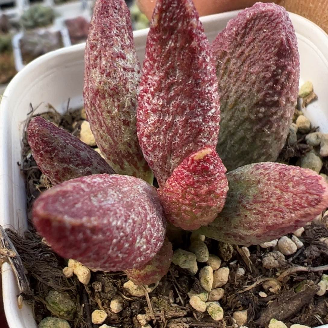 猪尾巴水泡多肉植物