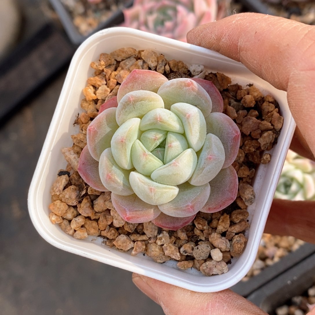 精品多肉一物一拍不包整180