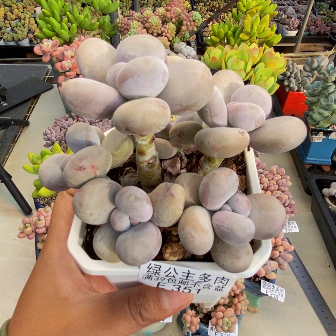351水光针多肉8c m