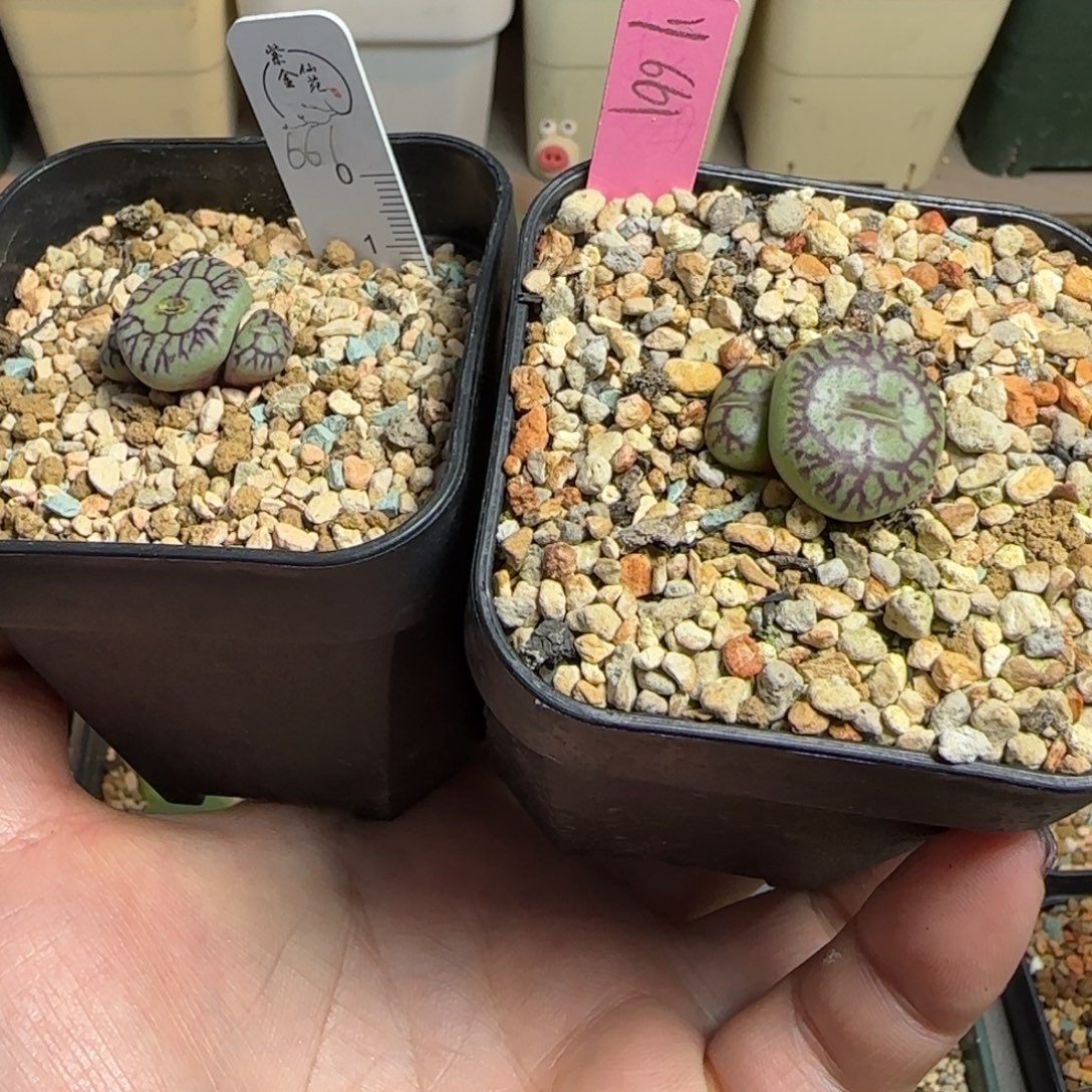 x***g多肉植物火大661两颗193号