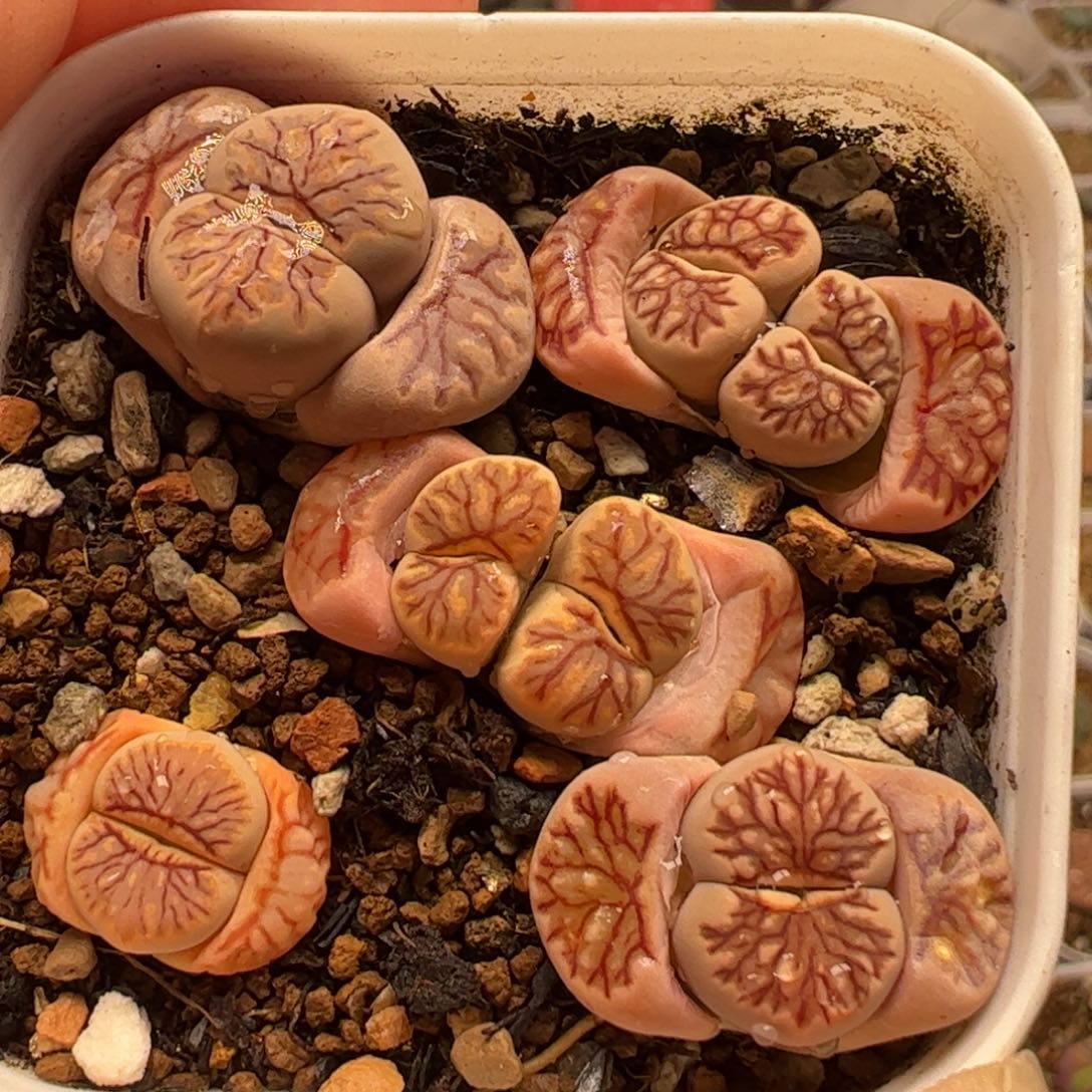 一组菊多肉植物百科