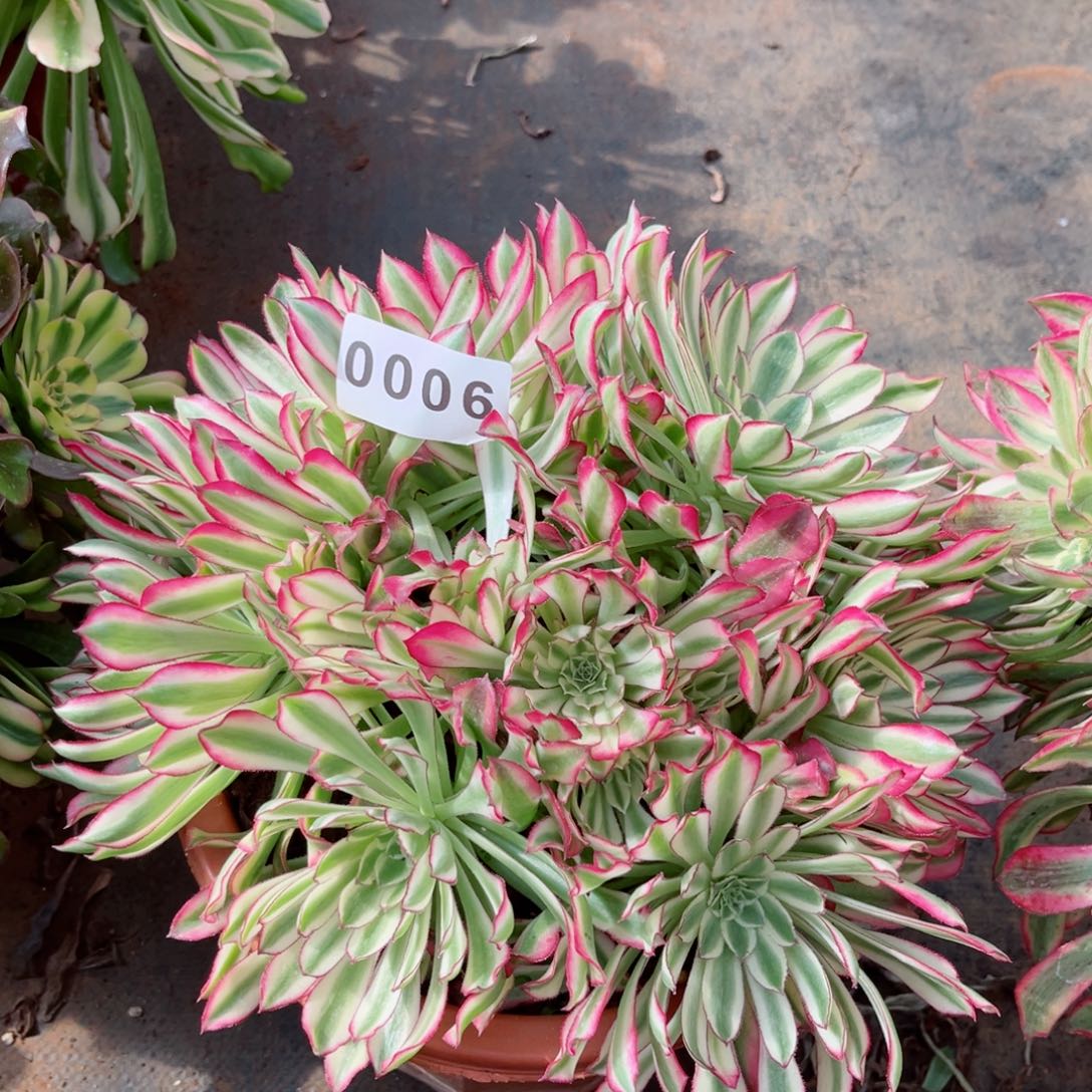 胭脂翡翠多肉发货发货