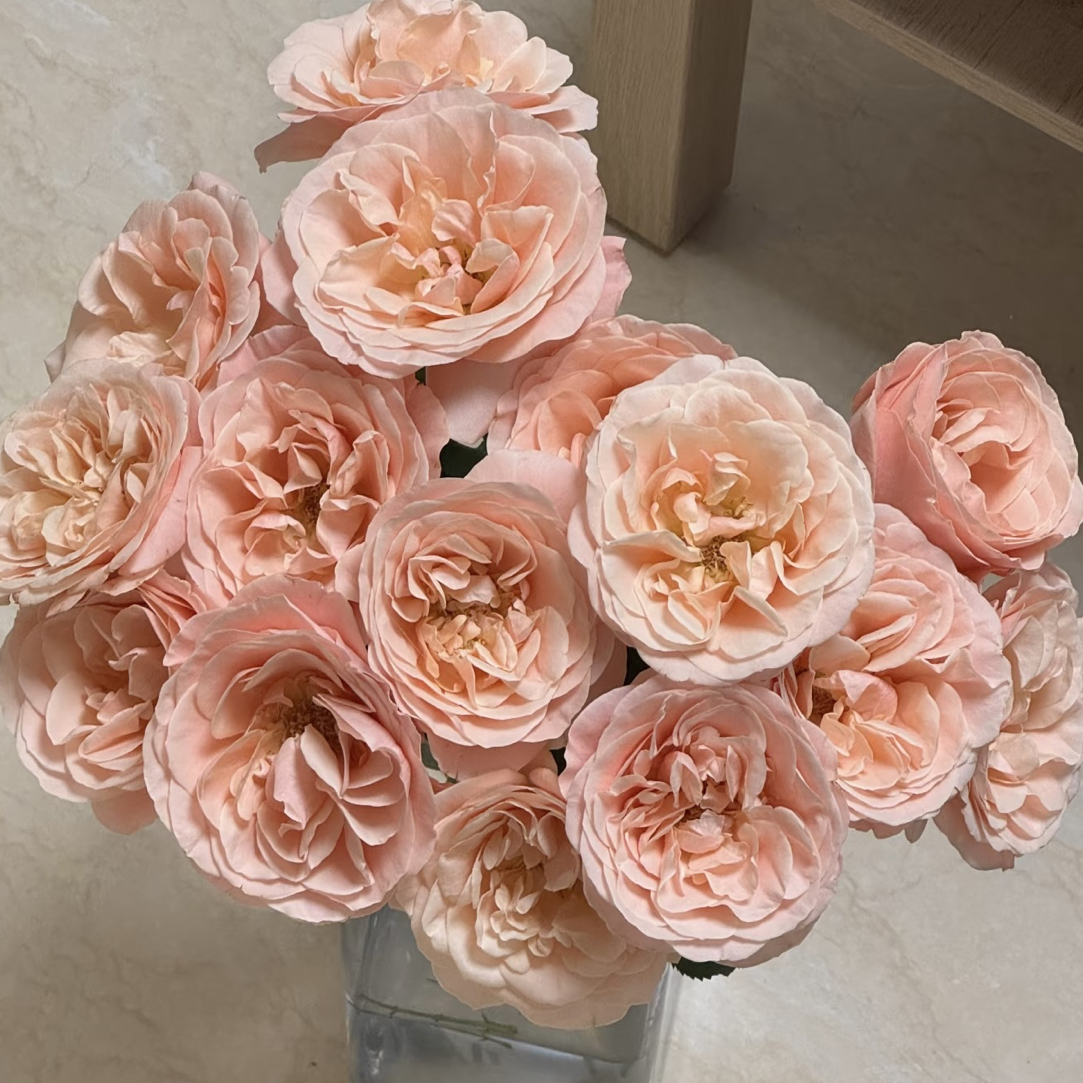 【好物鲜花】稀有夏日恋情玫瑰