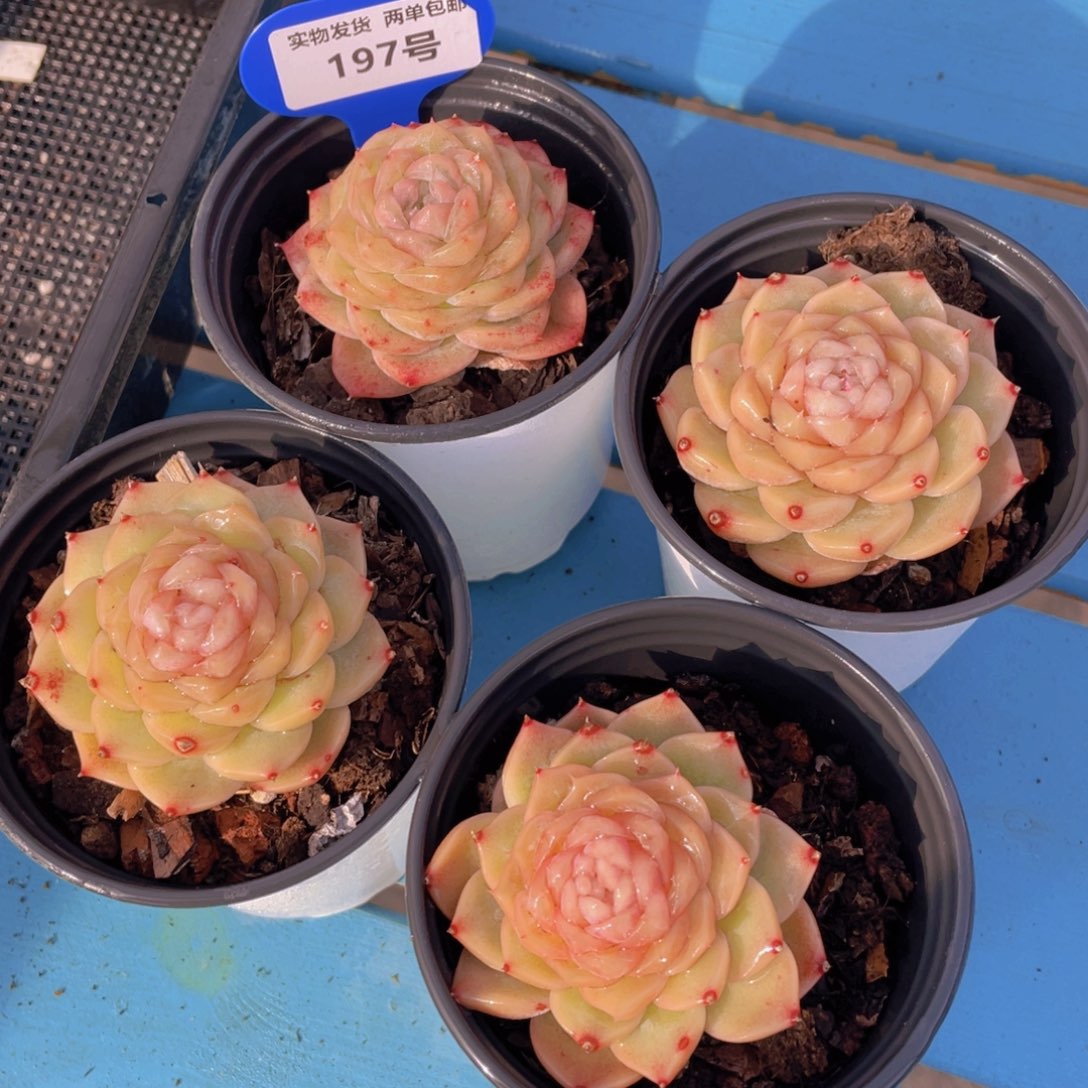 197号冰透果冻珍妮新品大单头一个