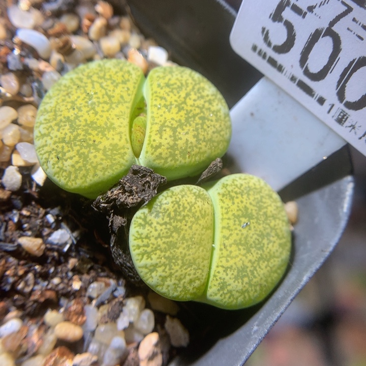 精品生石花27.500