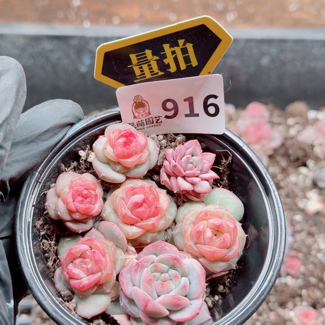 多肉植物多肉植物