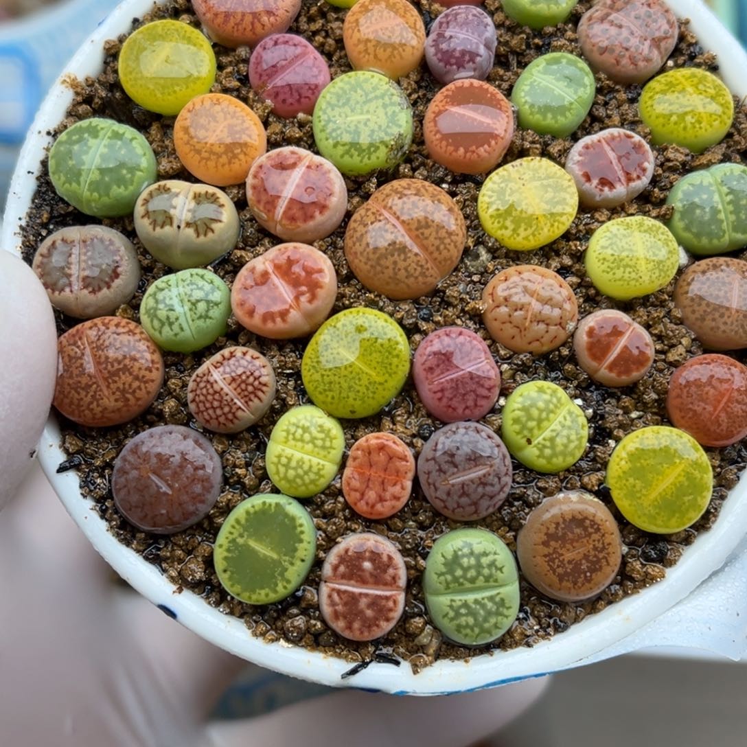 421号一盒彩色生石花