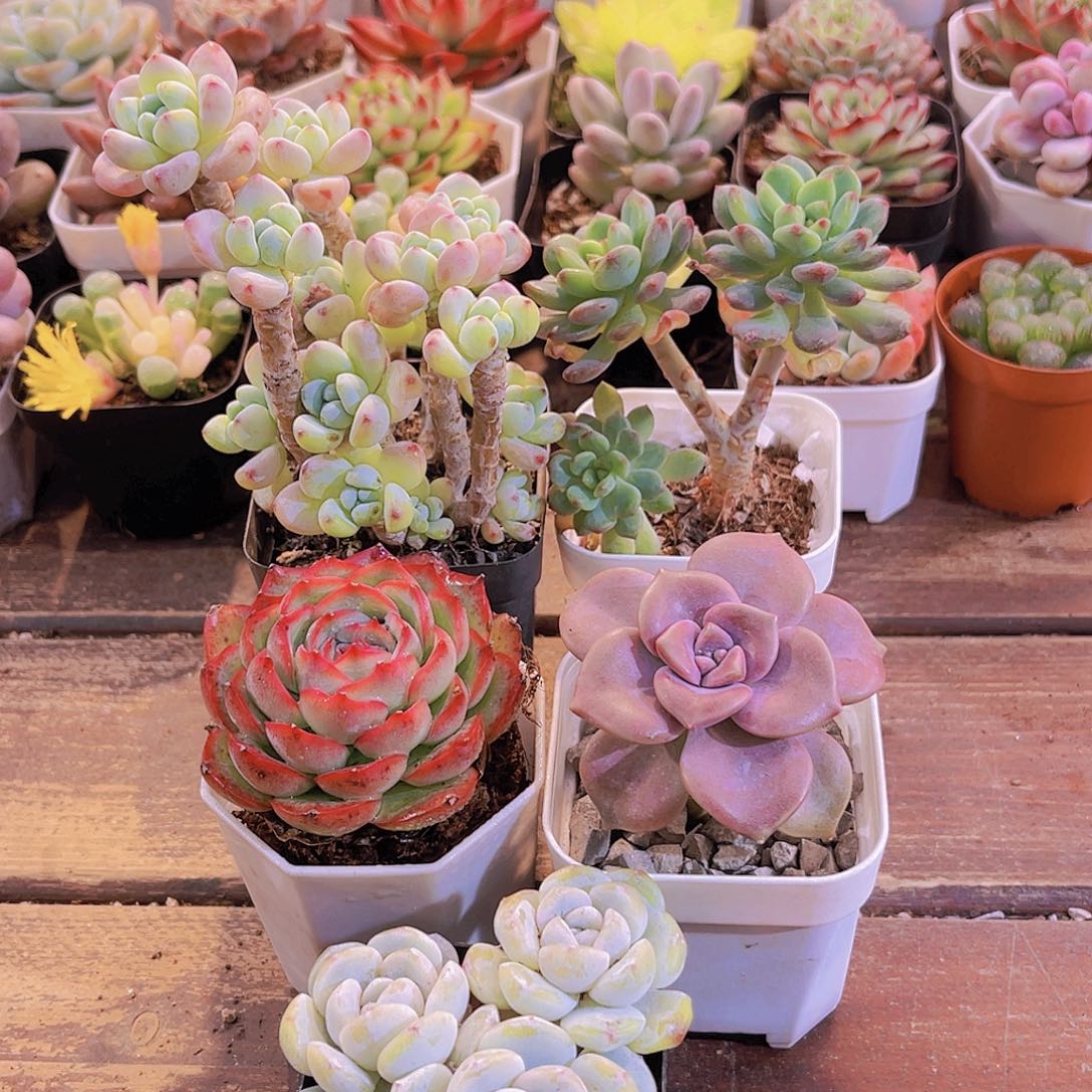 如图5盆1111111111111111111122