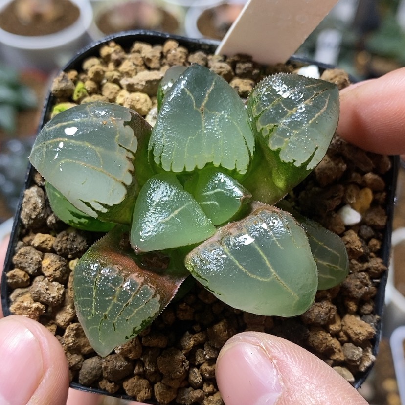 【闪购商品】156丸叶糯阿