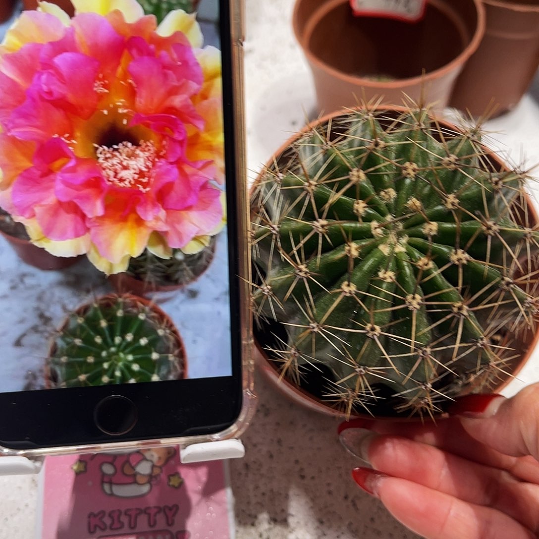 彩草42号7公分左右