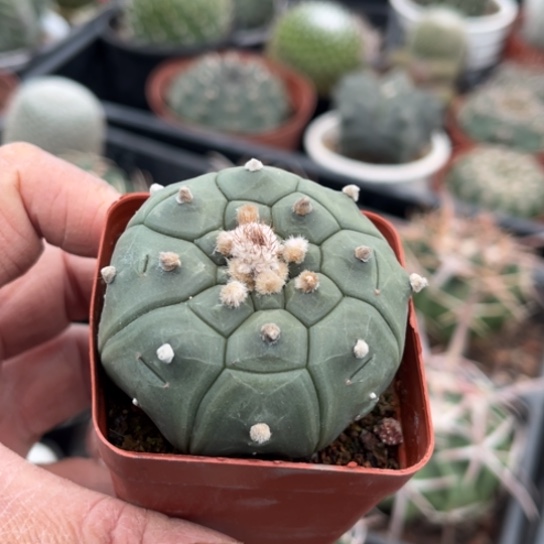 当前无花栽培后可以开花实生龟甲兜