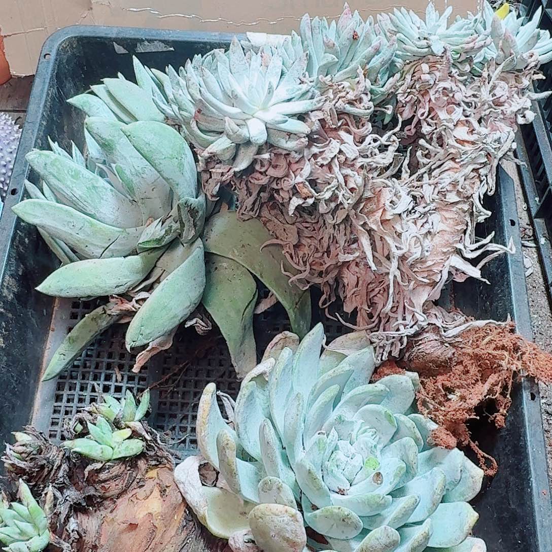 6179瑕疵框拍不售后