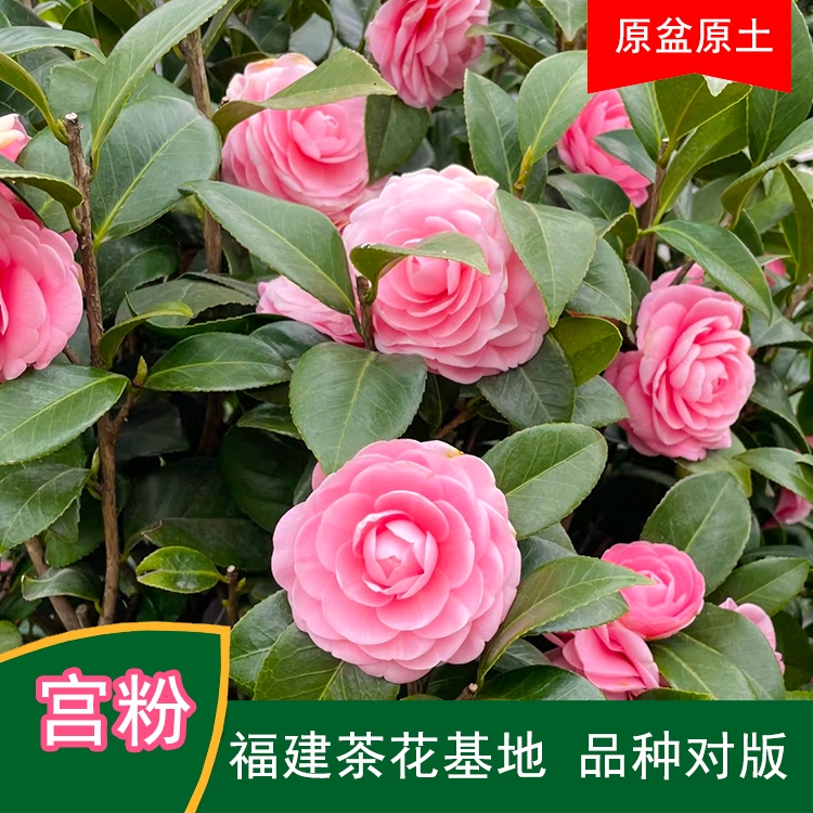 宫粉小桃红山茶花盆栽带花苞好养活适合室内外阳台庭院福建基地