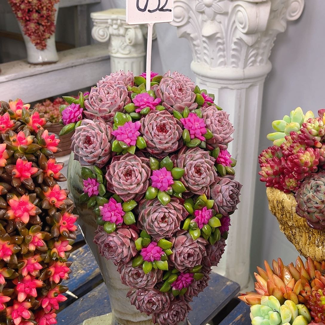 天鹅湖多肉植物组合