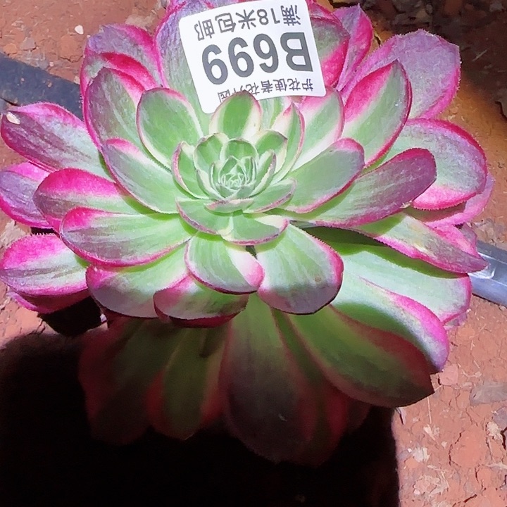 多肉 粉体海王多肉法师植物