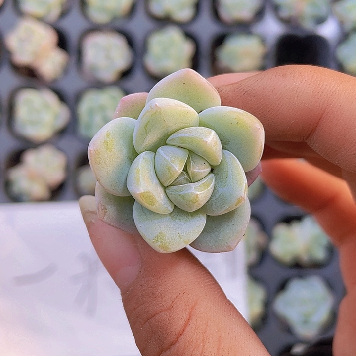 4精品冰玉2颗一组