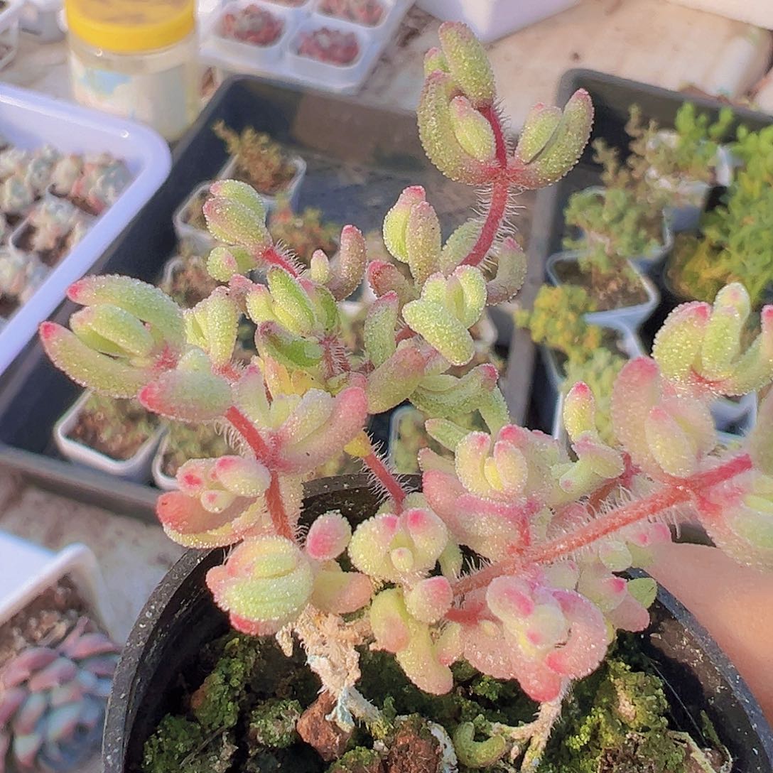 5厘米盆红宝石锦锦锦枝干