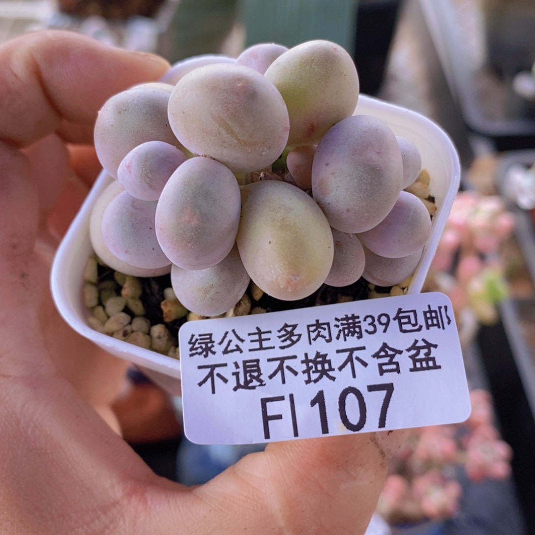 桃蛋奶5cm107多肉植物