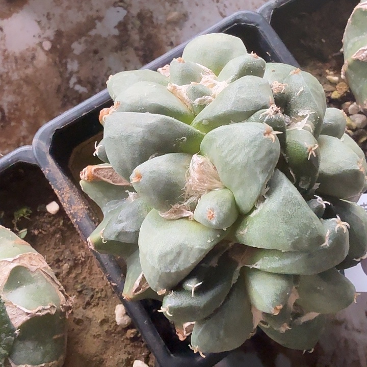 无花朵162达摩青瓷群东三