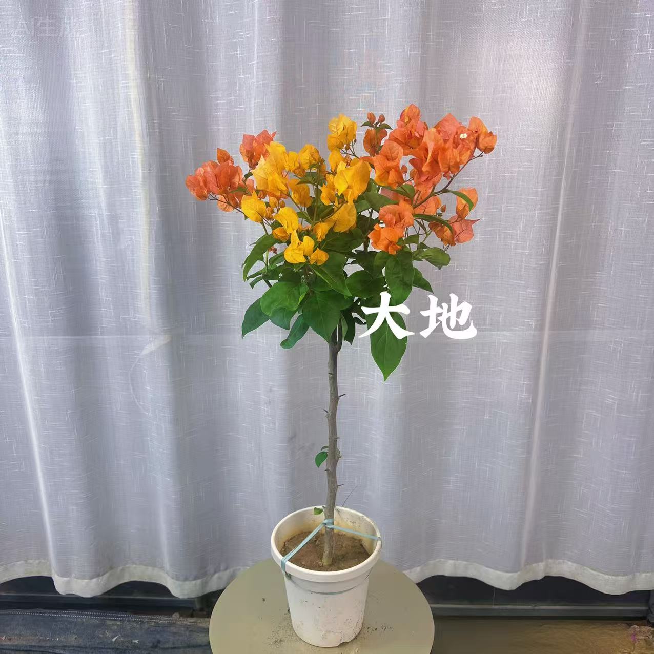 【阿达娜】三角梅原生高杆棒棒糖型盆花