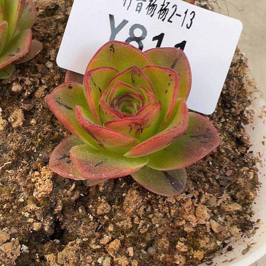 杨811 芳华x帕美至爱x毛绒