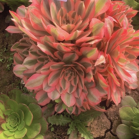 2.9-12女巫多肉植物