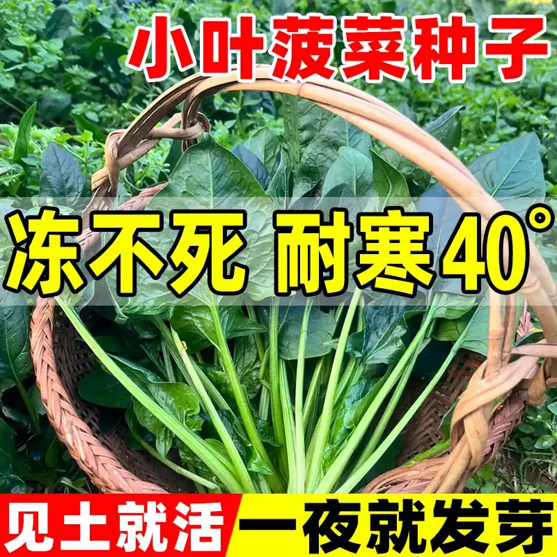 【全店满5包包邮】小叶土菠菜籽种四季菠菜种子冬季趴地大孑室内