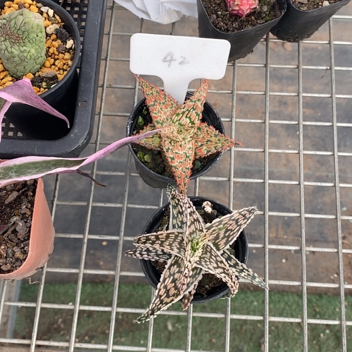 二**神伯克利和格蕾纳等著名音乐