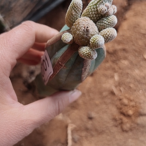 701仙人球清棚特价活动