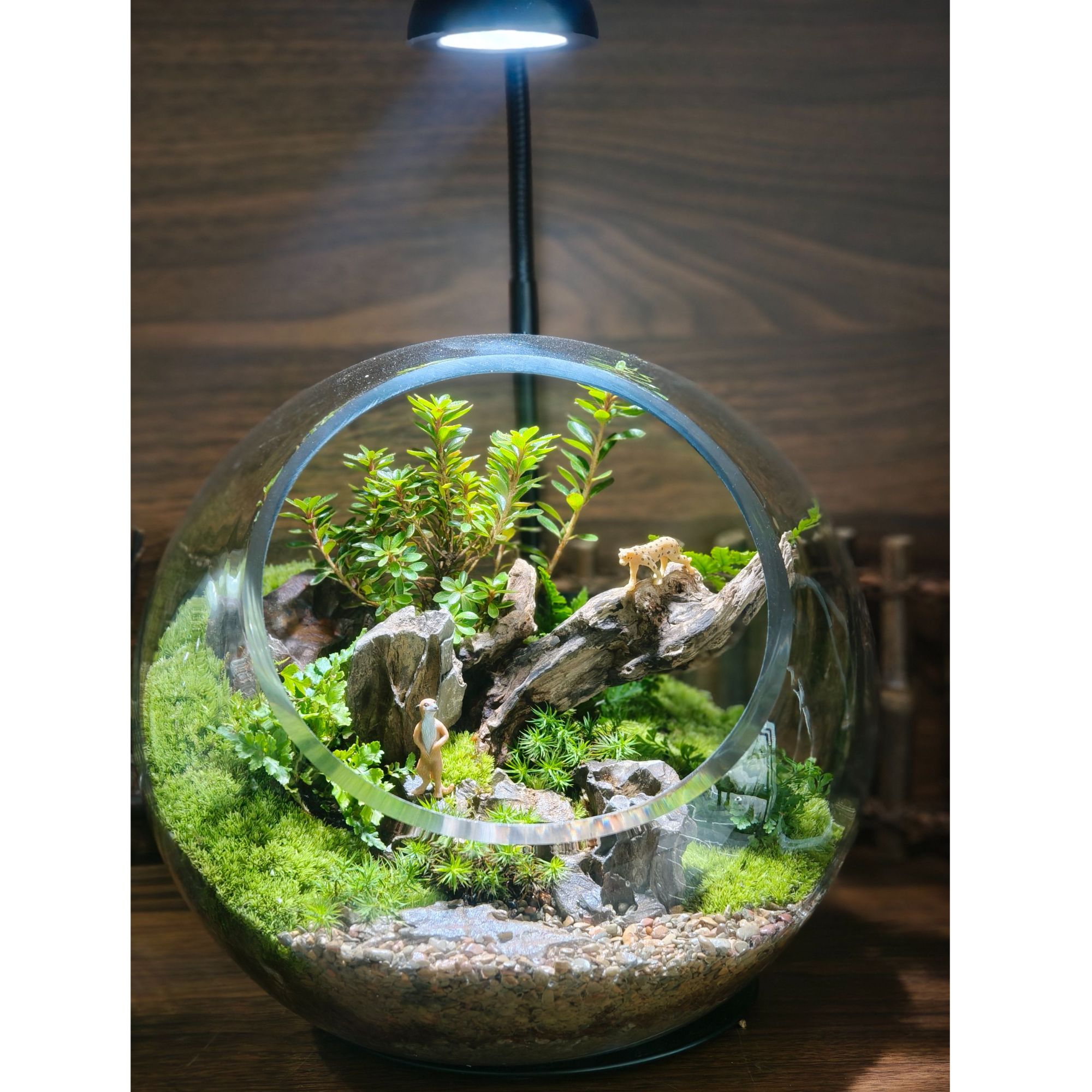 【微观奇遇记】懒人好养苔藓生态微景观玻璃缸桌面带灯玄关茶台摆件