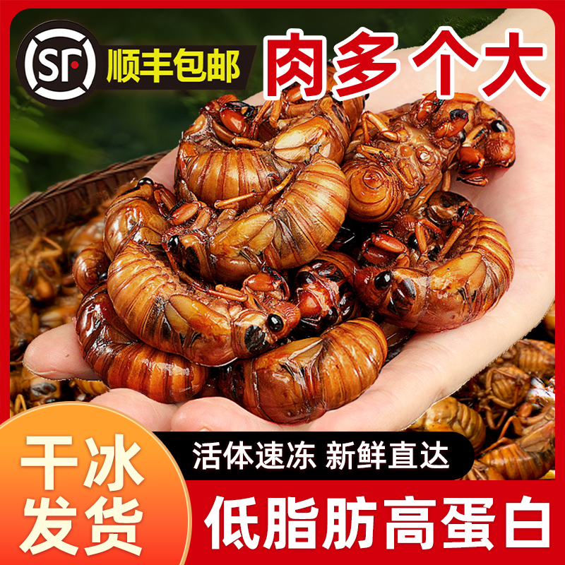 2025新鲜金蝉顺丰冷链直达多仓发货知了猴速冻肉质饱满现抓