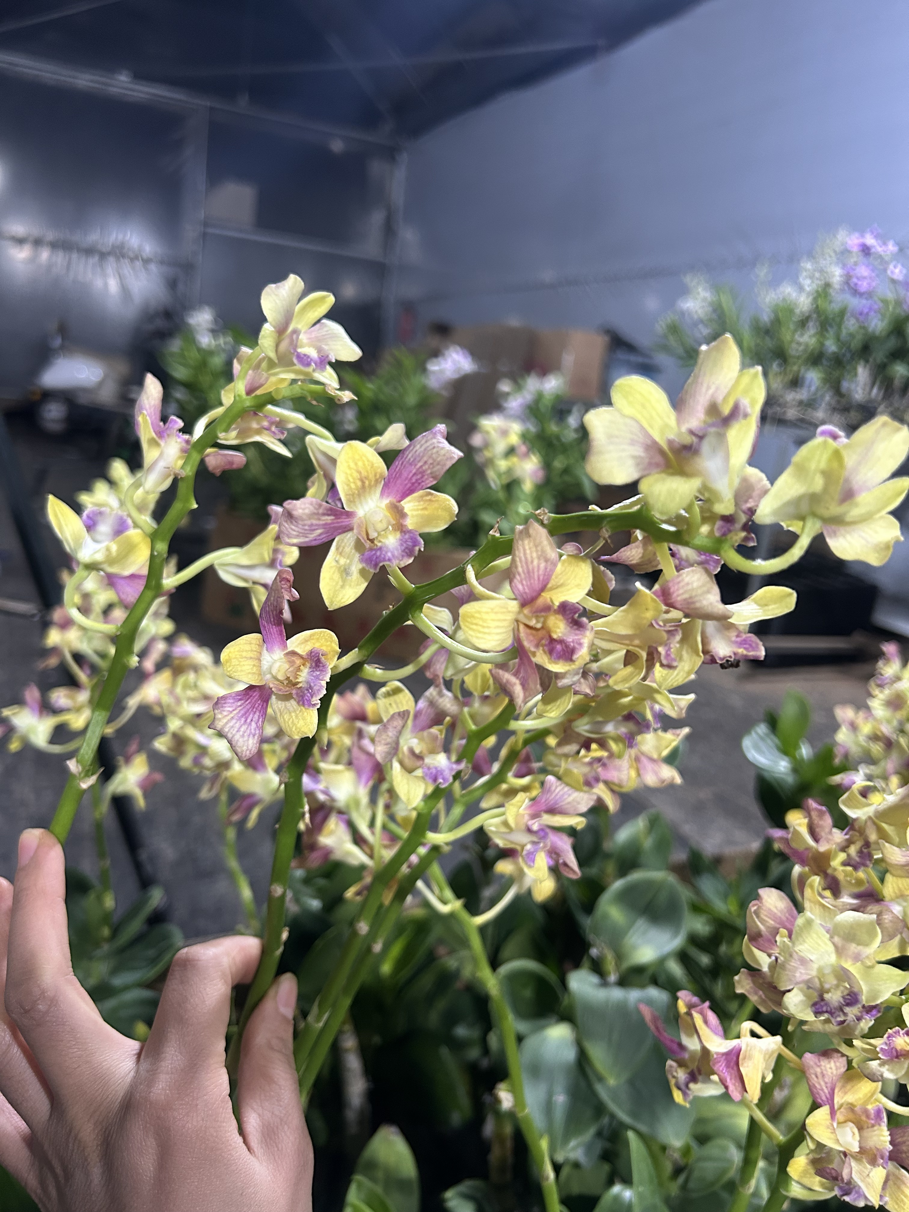 泰秋（金娃娃） 盆栽兰花 （保苗不保花）