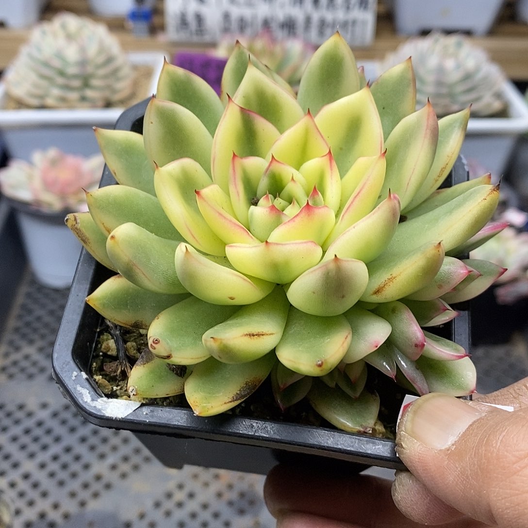 小*吖3085 汉娜宽覆轮锦