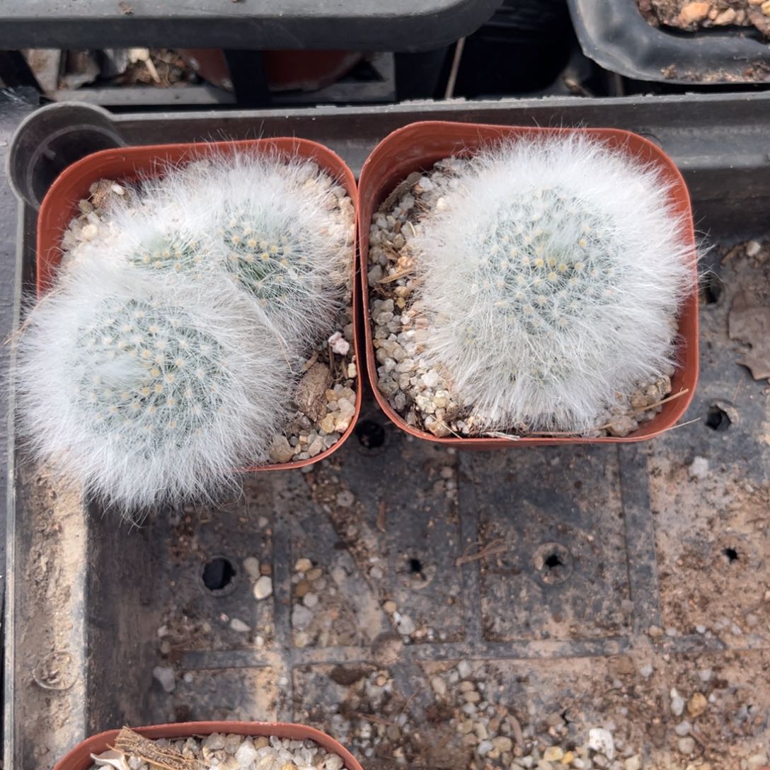 筱***飒多肉植物仙人球开花