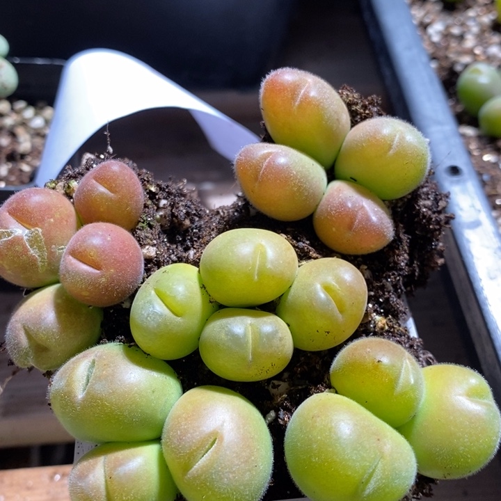 18246一组一组一组