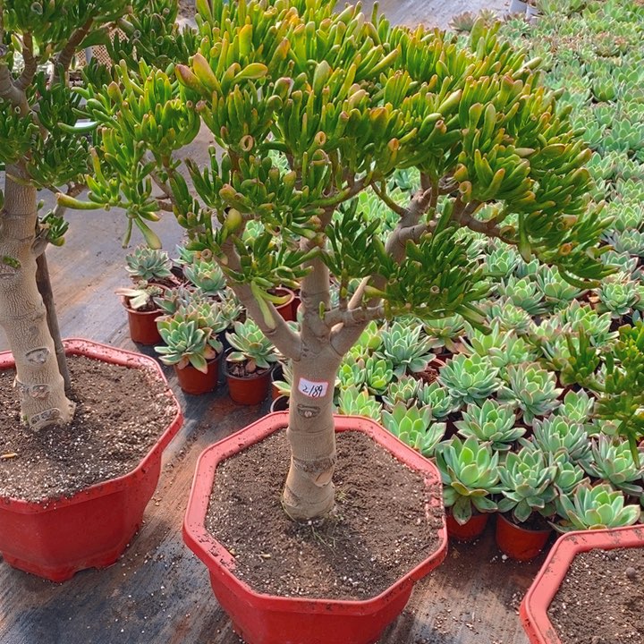 2189吸财树一物一拍