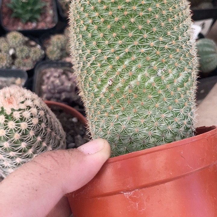 269仙人球开花植物