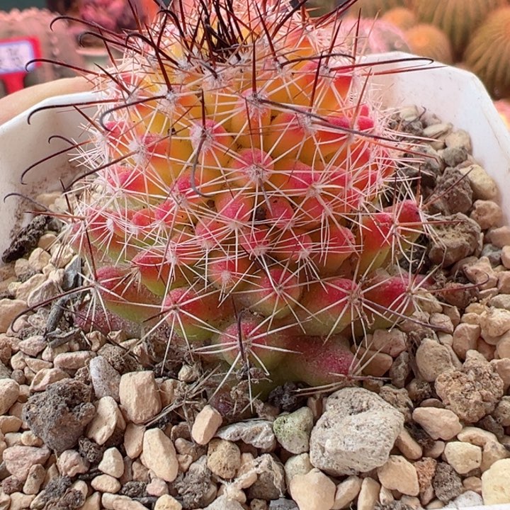 这几种都可以做得比较详细些