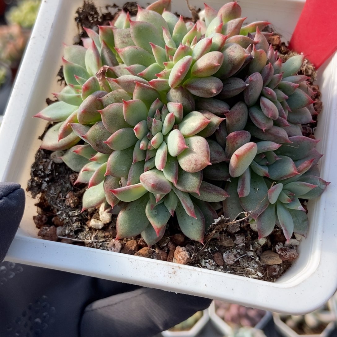 623拉糖缀多肉植物