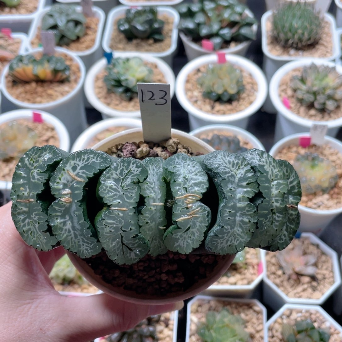 123广重玉扇母本。         